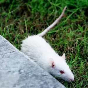 Strach z myší a potkanov: aký je názov, príčiny a liečba