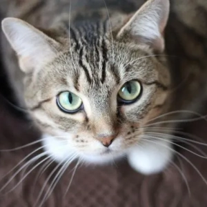 Ako umyť oči mačky doma: prehľad liekov, aplikačné funkcie, rady od veterinárnych lekárov