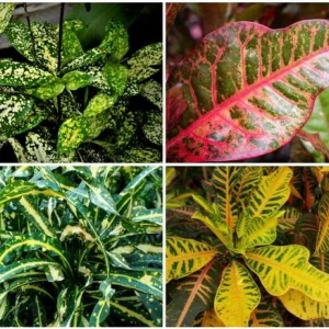 Croton flower: domáca starostlivosť, zalievanie, transplantácia a reprodukcia