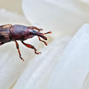 Weevil v byte: príčiny výskytu, metódy boja, tipy a odporúčania
