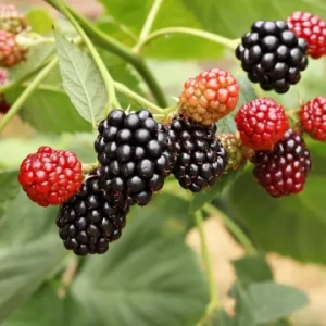 Bramble berry: popis a užitočné vlastnosti