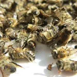 Bee podmore extract: liečivé vlastnosti, aplikácia a recenzie