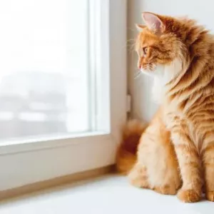 Ako priniesť mačku na mačku prvýkrát: funkcie a užitočné tipy