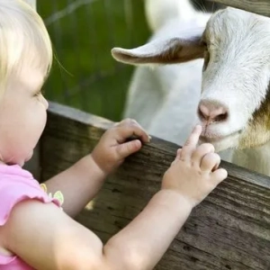 Keď je možné dať kozie mlieko deťom, výhody a poškodenia výrobku pre deti