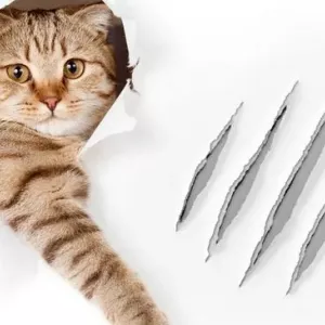 Čiapky pre pazúry mačiek: recenzie majiteľov, názory veterinárnych lekárov, účel a popis s fotografiami
