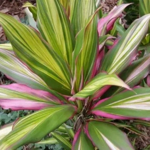 Cordylina fruticosa: popis s fotografiami, vlastnosťami, vlastnosťami chovu a starostlivosti