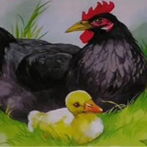 Kurča na stĺpoch m. Prishvina: zhrnutie a myšlienka príbehu