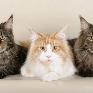Maine coon a dieťa: vzťah s deťmi, popis a povaha plemena