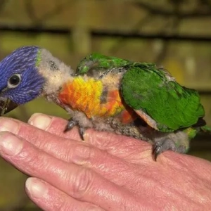 Viacfarebný papagáj lorikeet: fotografia, popis, životný štýl a biotop