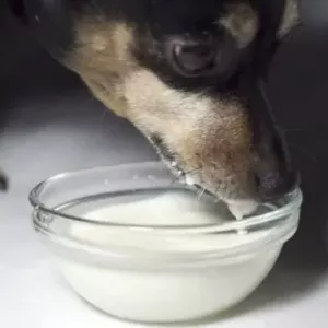 Je možné dať kefír psovi? Výhody a poškodenia kefíru pre psov