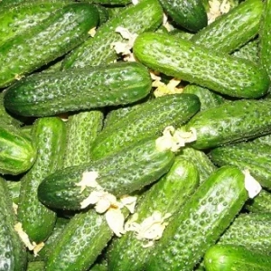 Cucumber courage f1: pestovanie vonku, popis s fotografiami, charakteristika odrody, recenzie