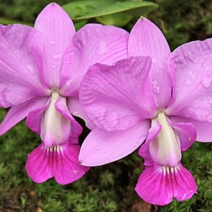 Peloric orchid: fotografie, odrody a starostlivosť doma