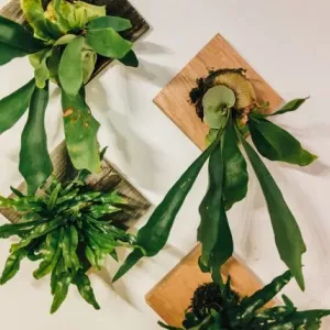 Fern jelenie parohy. Platycerium: typy, popis, starostlivosť doma