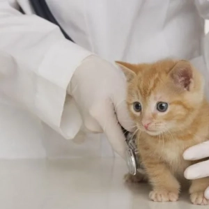 Prečo mačiatka často kýchajú: príčiny, liečba