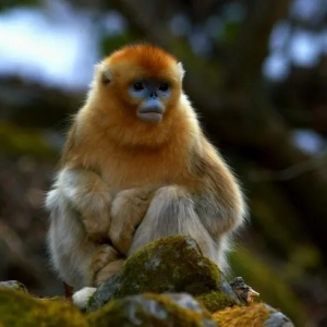 Roxellanov rhinopithecus: popis, biotop, vlastnosti údržby a starostlivosti, fotografie