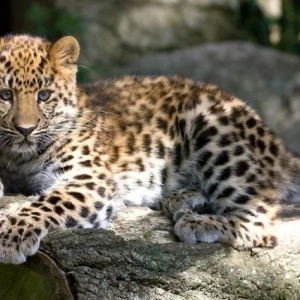 Koľko váži leopard? Kde žije leopard? Popis a životný štýl zvieraťa vo voľnej prírode