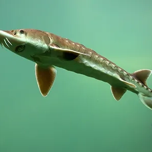 Ako dlho žije jeseter: popis, biotop, dĺžka života, fotografie