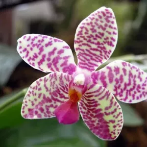 Tiger orchidea: popis, vlastnosti pestovania doma