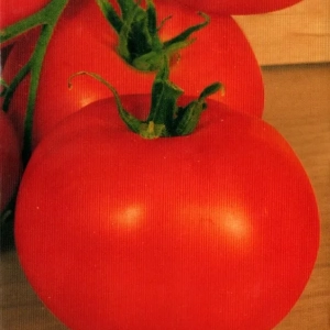 Tomato idol: popis odrody, vlastnosti, vlastnosti kultivácie