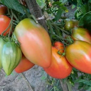Podsin miracle tomato: popis odrody, fotografie, recenzie